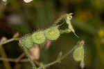 Sticky jointvetch